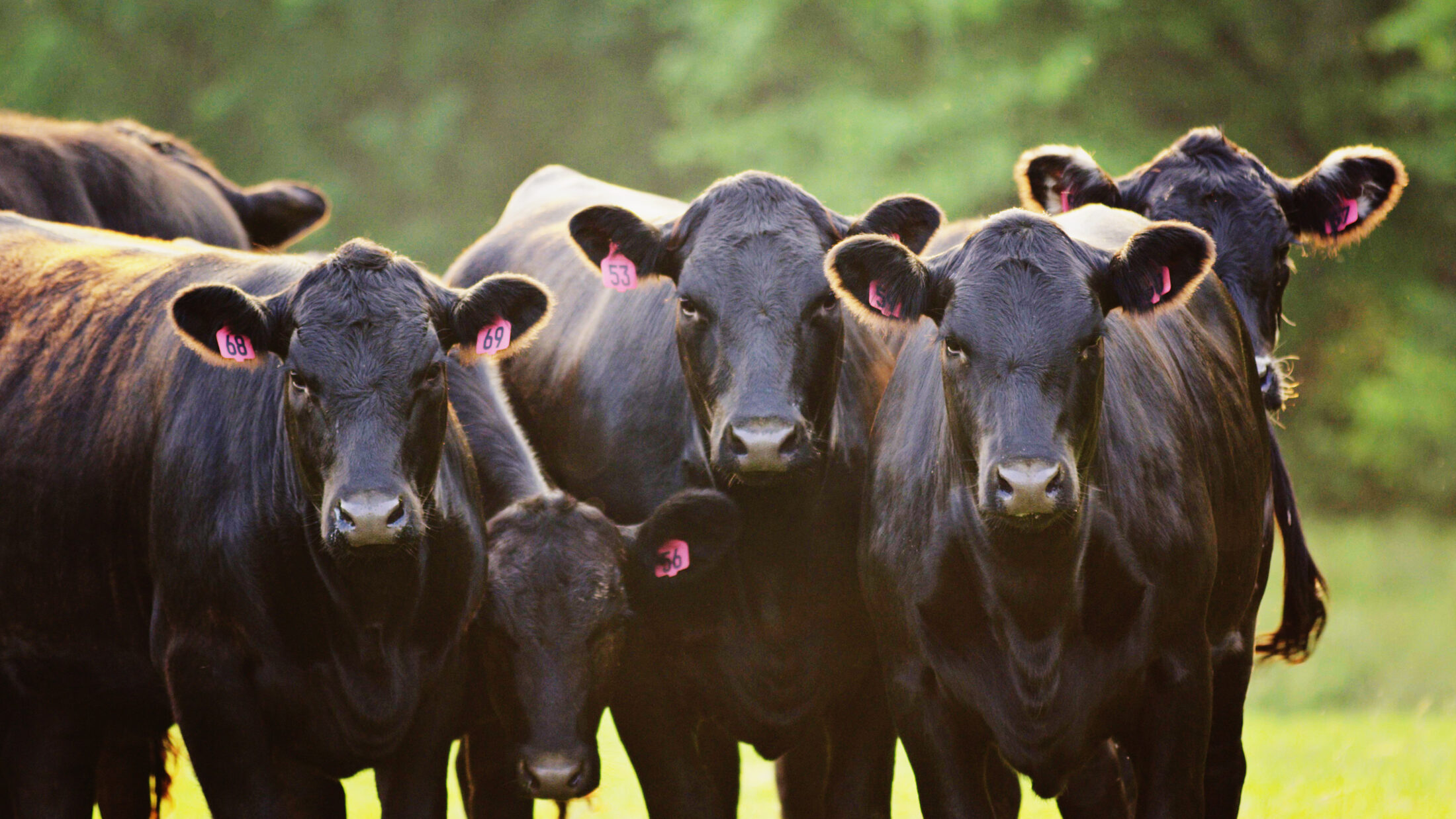 Cattle herd in pasture for Pasturize cattle recordkeeping